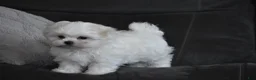 Maltese dogs for sale: Ollie  - Ad 8