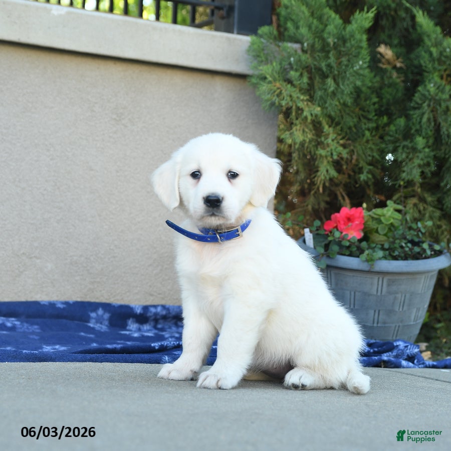 Golden Retriever dogs Formosa - Ad 2