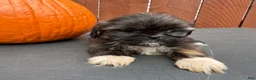 Shih Tzu dogs for sale: Sprinkles - Ad 4
