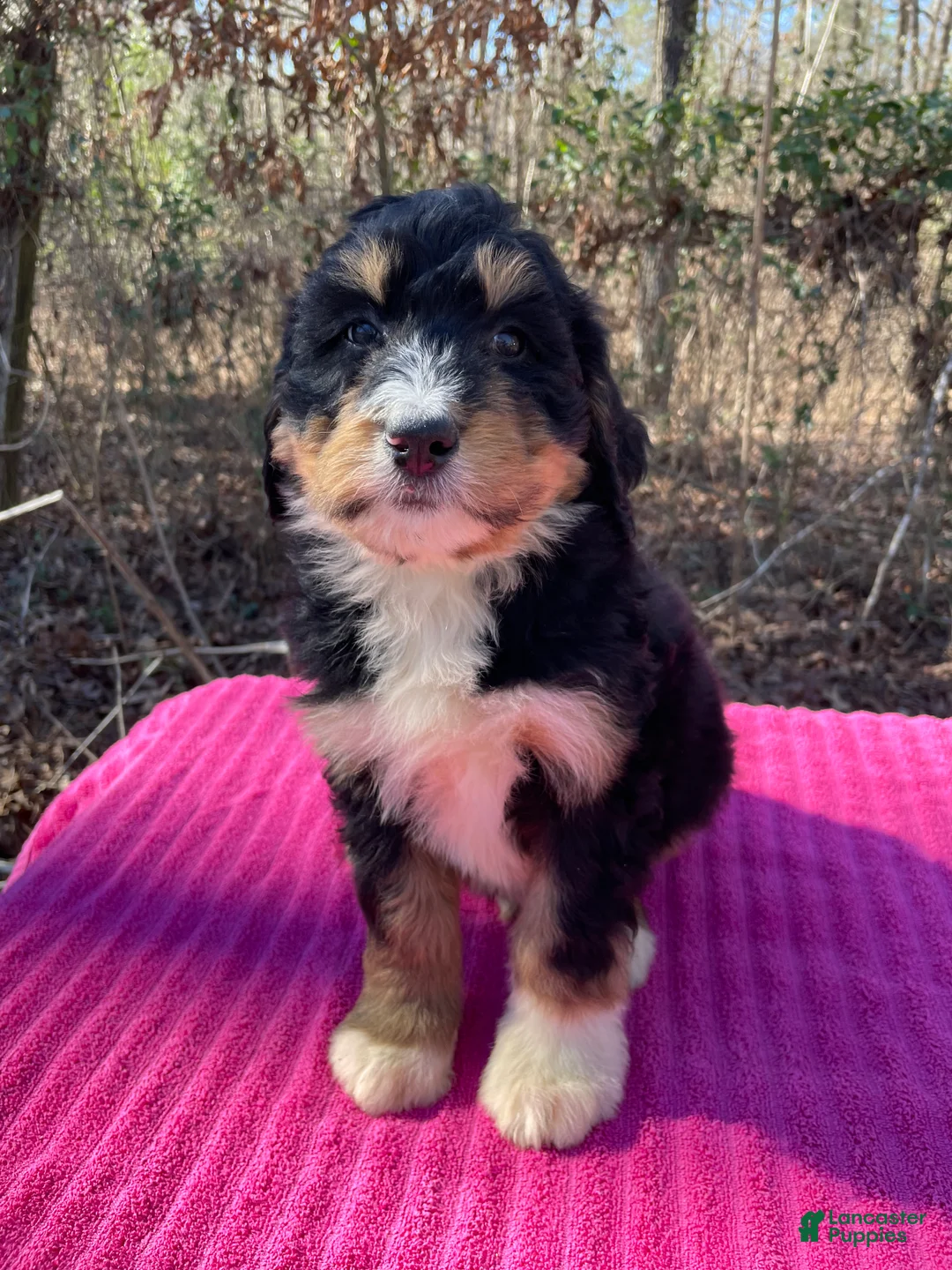 Bernedoodle dogs for sale: Ann - Ad 3