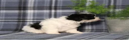 Teddy Bear dogs for sale: Yetta - Ad 5