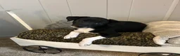 Rat Terrier dogs for sale: George - Ad 3