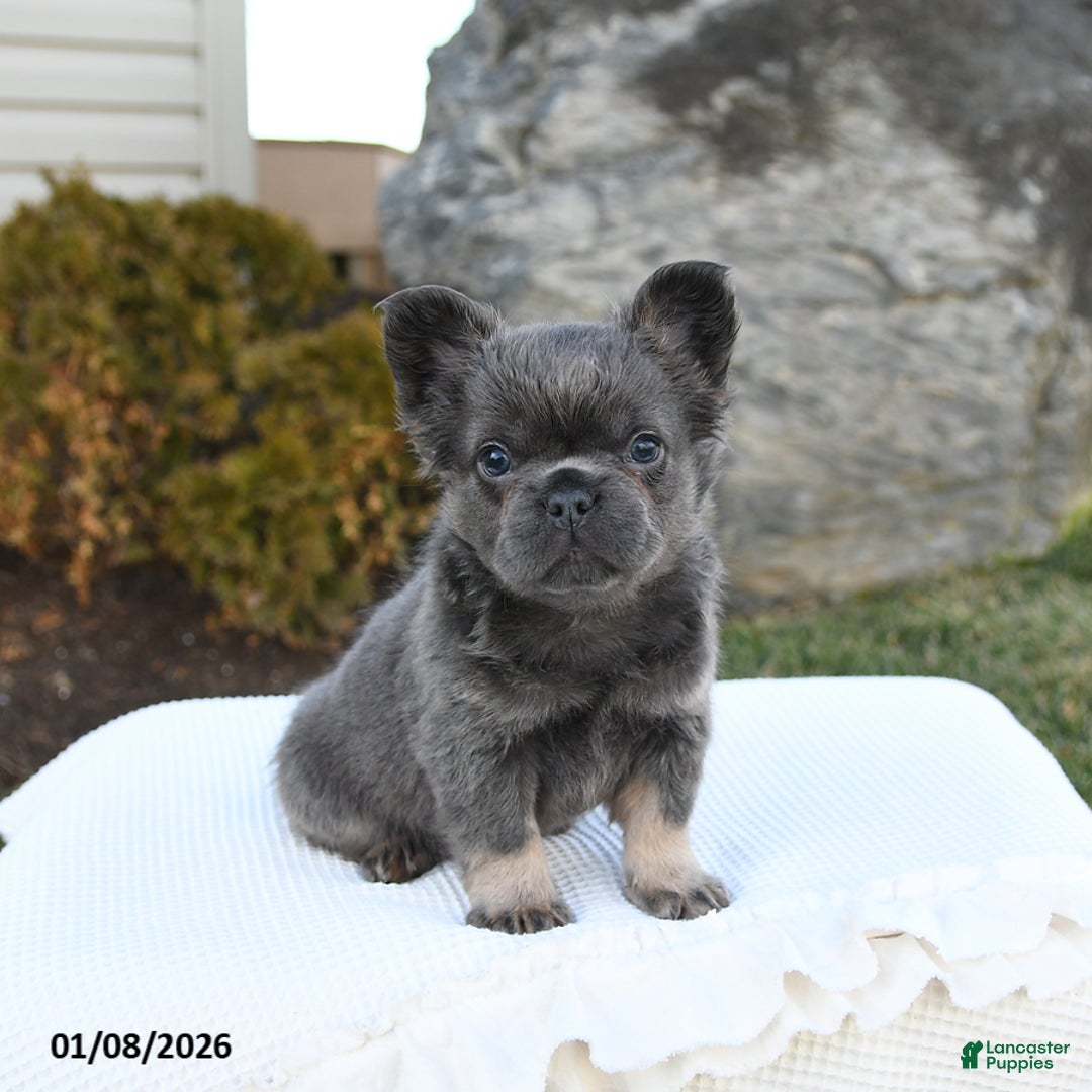 French Bulldog dogs for sale: Indie - Ad 1