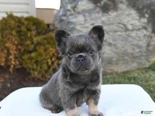 French Bulldog dogs Indie - Ad 8