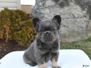 French Bulldog dogs Indie - Ad 27