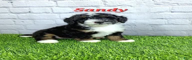 Sandy