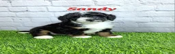 Mini Bernedoodle dogs for sale: Sandy - Ad 1