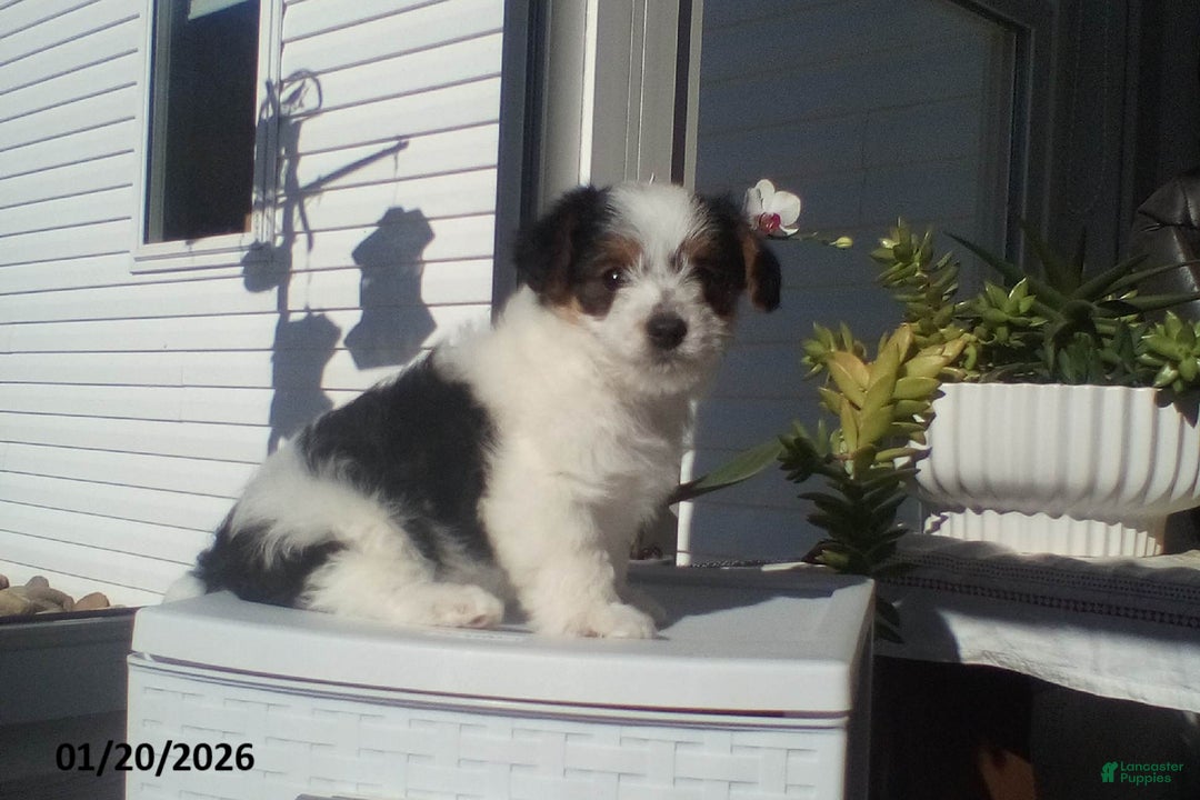 Yorkiepoo dogs for sale: Bob - Ad 2