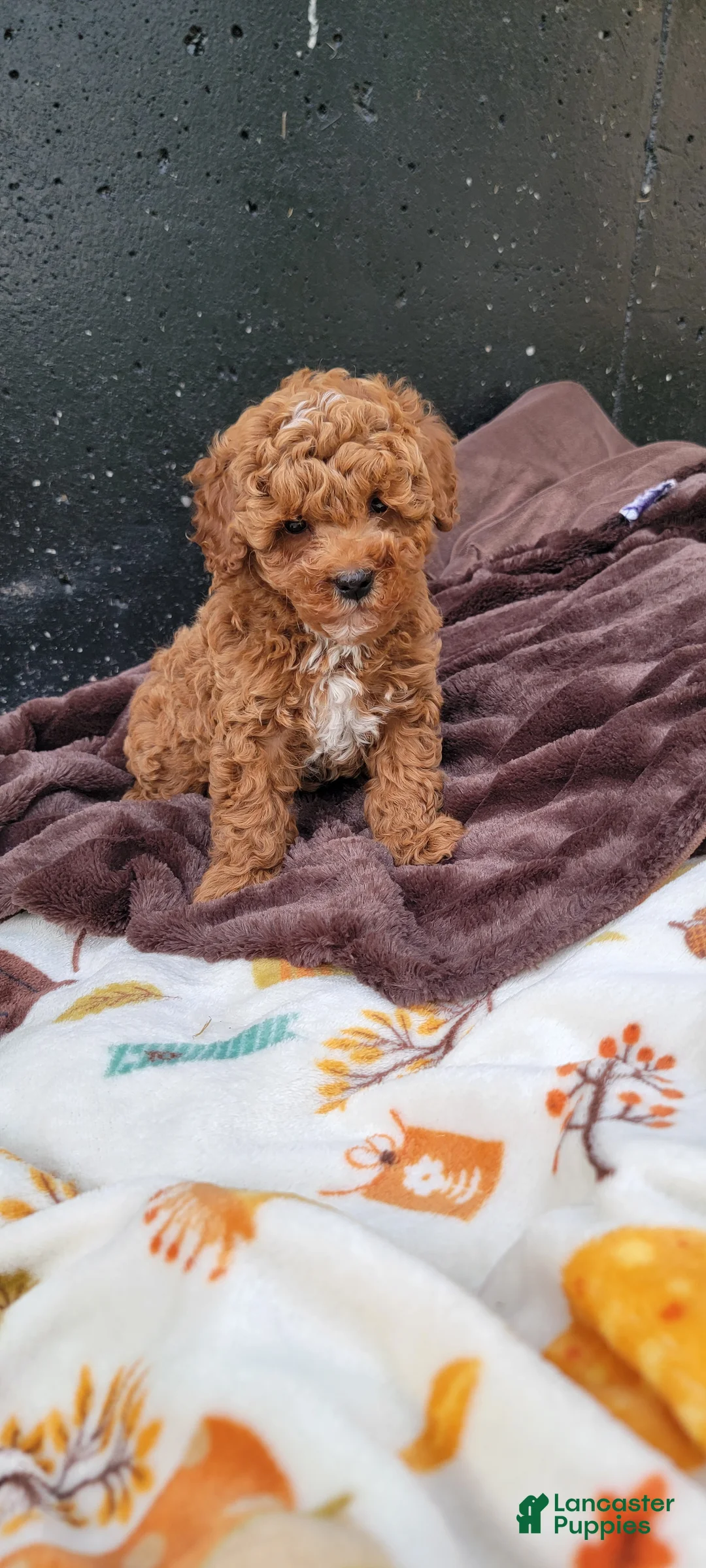 Cavapoo dogs for sale: Rover - Ad 2