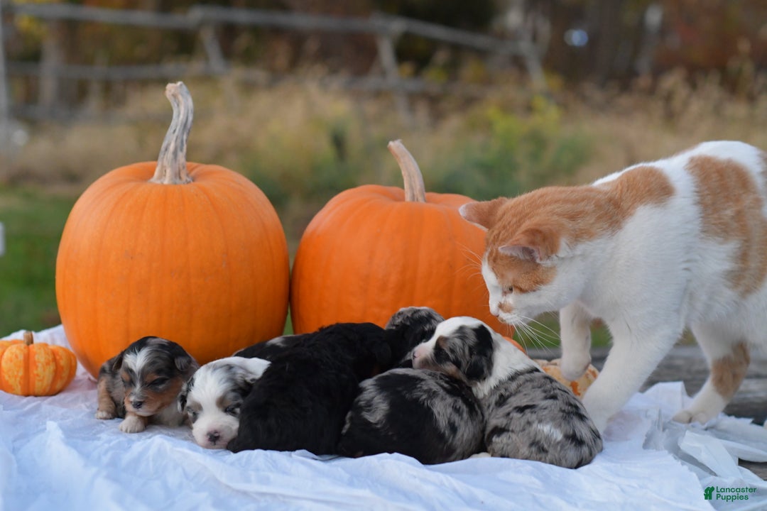 Mini Aussiedoodle dogs for sale: Bear - Ad 8