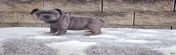French Bulldog dogs for sale: Sophie  - Ad 1