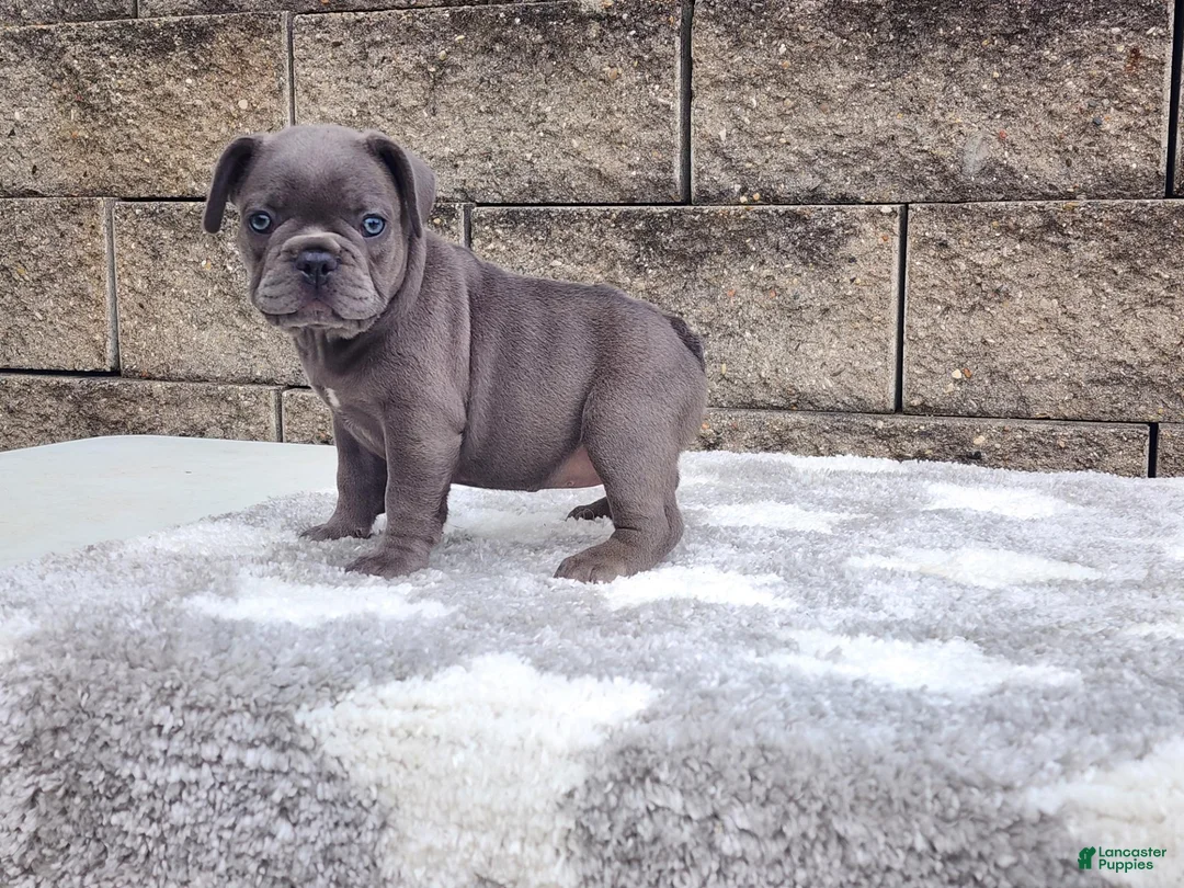 French Bulldog dogs for sale: Sophie  - Ad 1