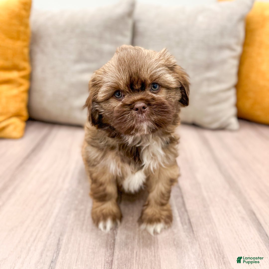 Shih Tzu dogs for sale: Champ - Ad 7