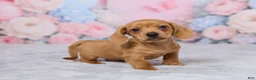 Miniature Dachshund dogs for sale: Jace - Ad 4