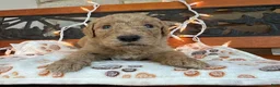 Labradoodle dogs for sale: Zippy (Boy) - Ad 1