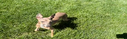 Italian Greyhound dogs for sale: Italian Greyhound Puppy 3 - Ad 9