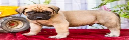 English Mastiff dogs for sale: Miles - Ad 8