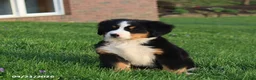 Bernese Mountain Dog dogs for sale: Molly - Ad 7