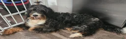 Mixed Breed dogs for sale: Apollo - Ad 2