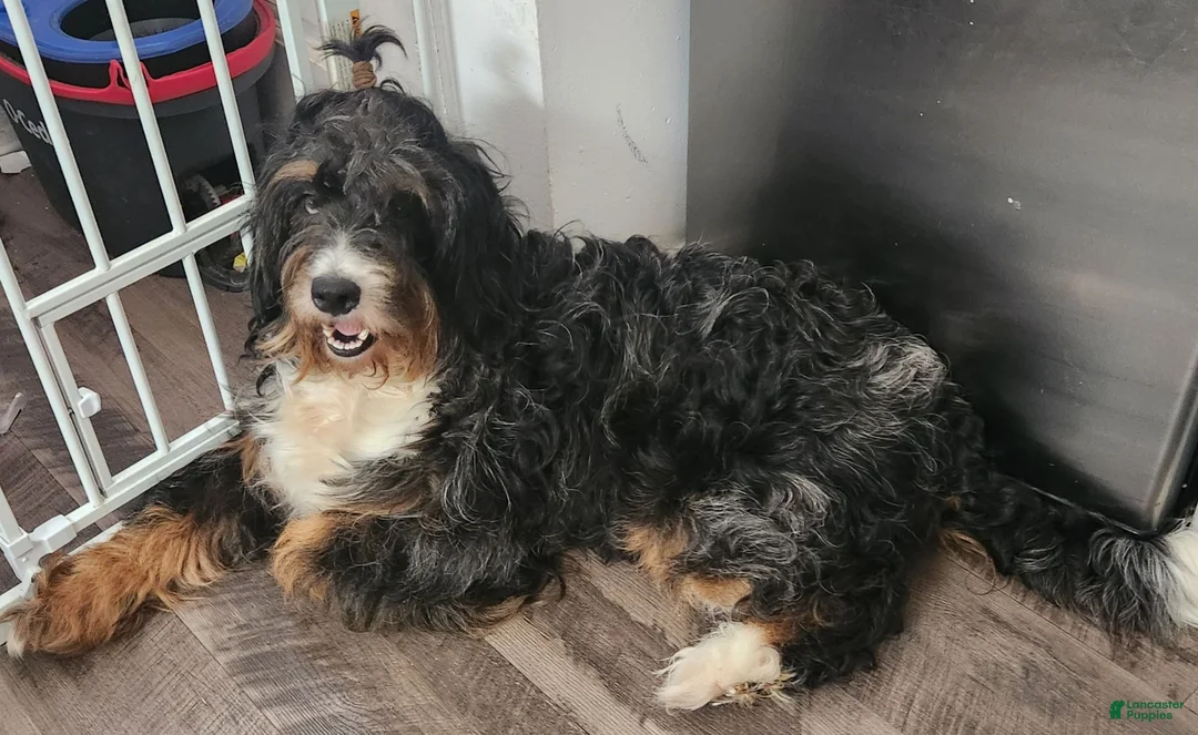 Mixed Breed dogs for sale: Apollo - Ad 2