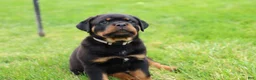 Rottweiler dogs for sale: Bear - Ad 1