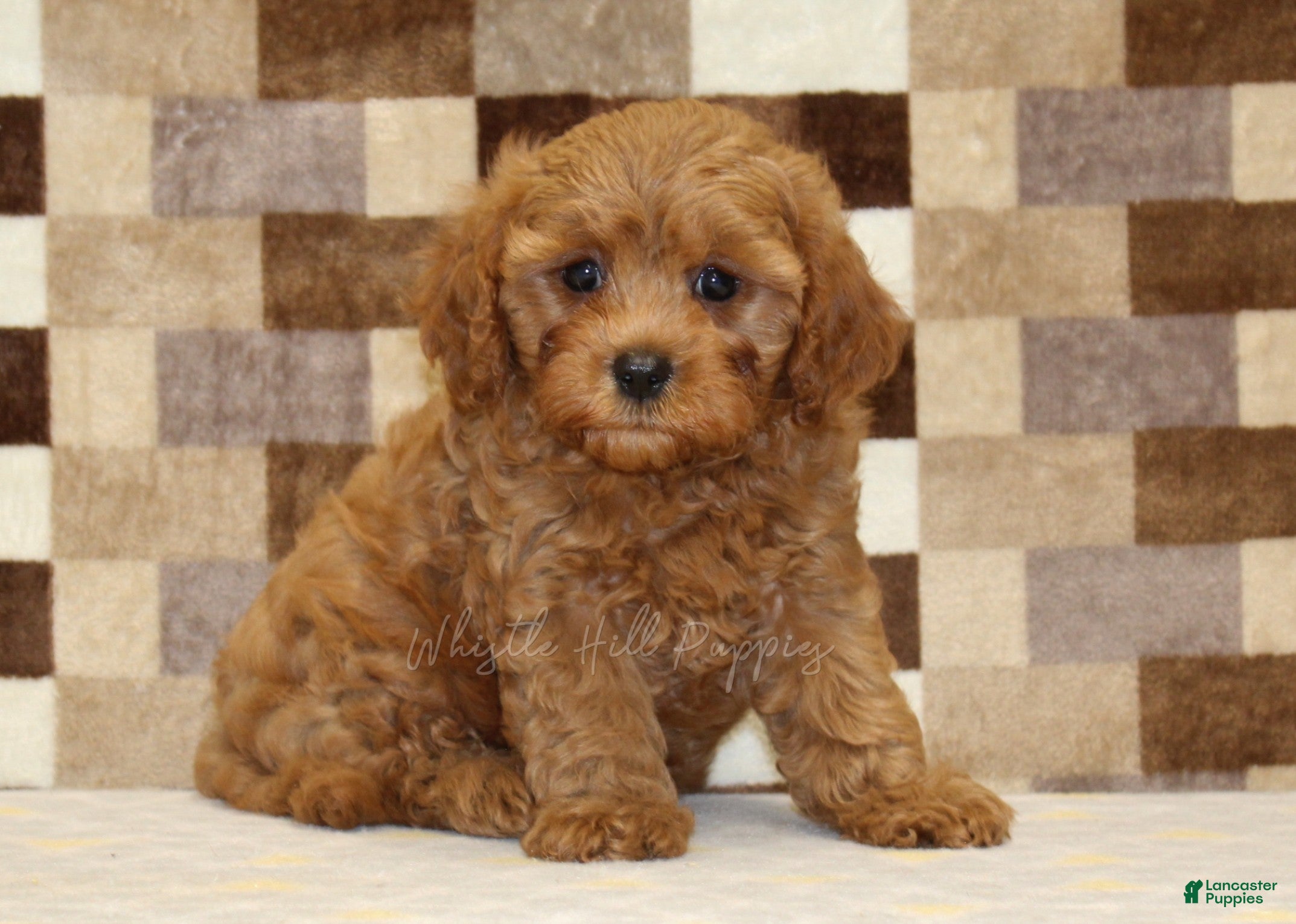 Cavapoo dogs Donny - Ad 1