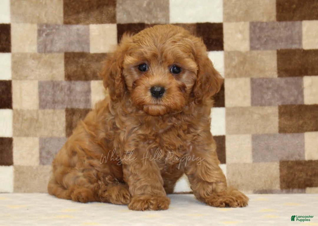 Cavapoo dogs for sale: Donny - Ad 1