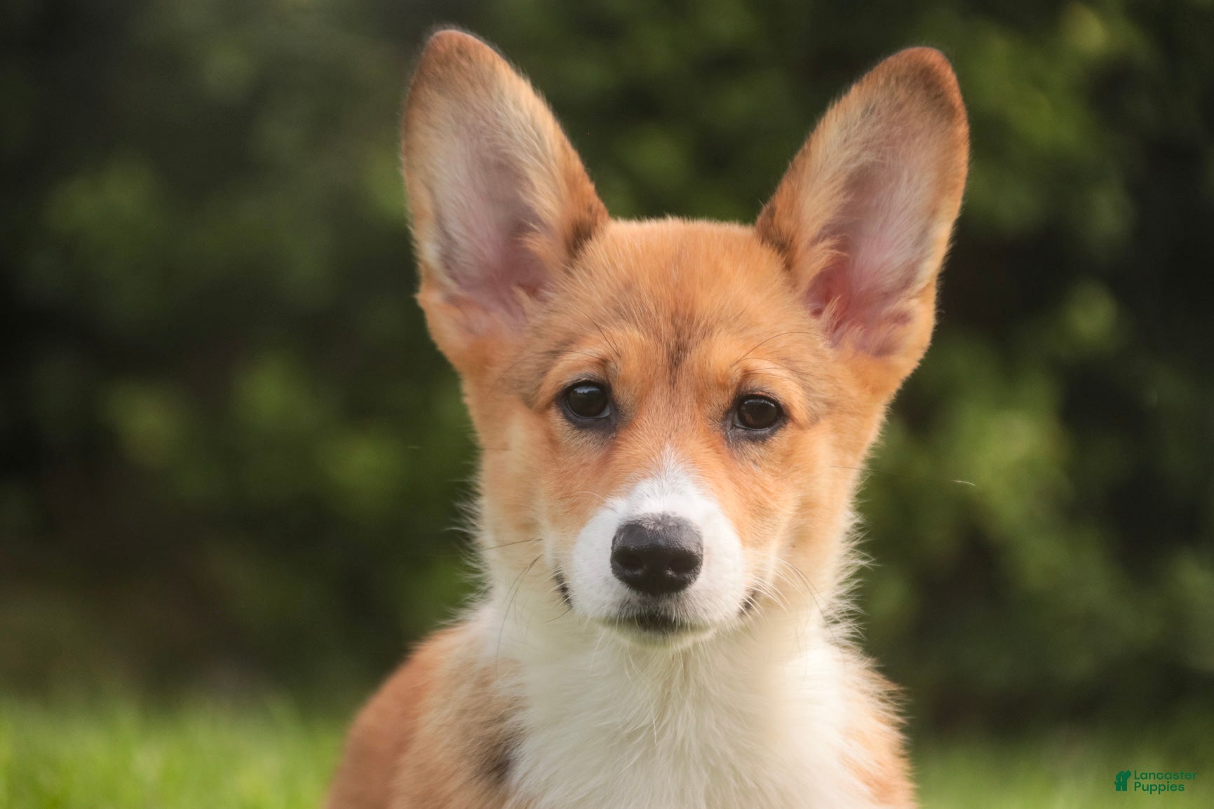 Welsh Corgi Pembroke dogs Trix Welsh Corgi Pembroke  - Ad 1