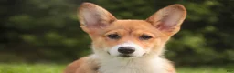 Welsh Corgi Pembroke dogs for sale: Trix Welsh Corgi Pembroke  - Ad 7