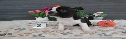 Boston Terrier dogs for sale: Boston Terrier 2 Macy - Ad 4