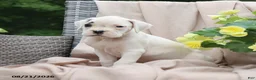 Boxer dogs for sale: Quinton - Ad 2