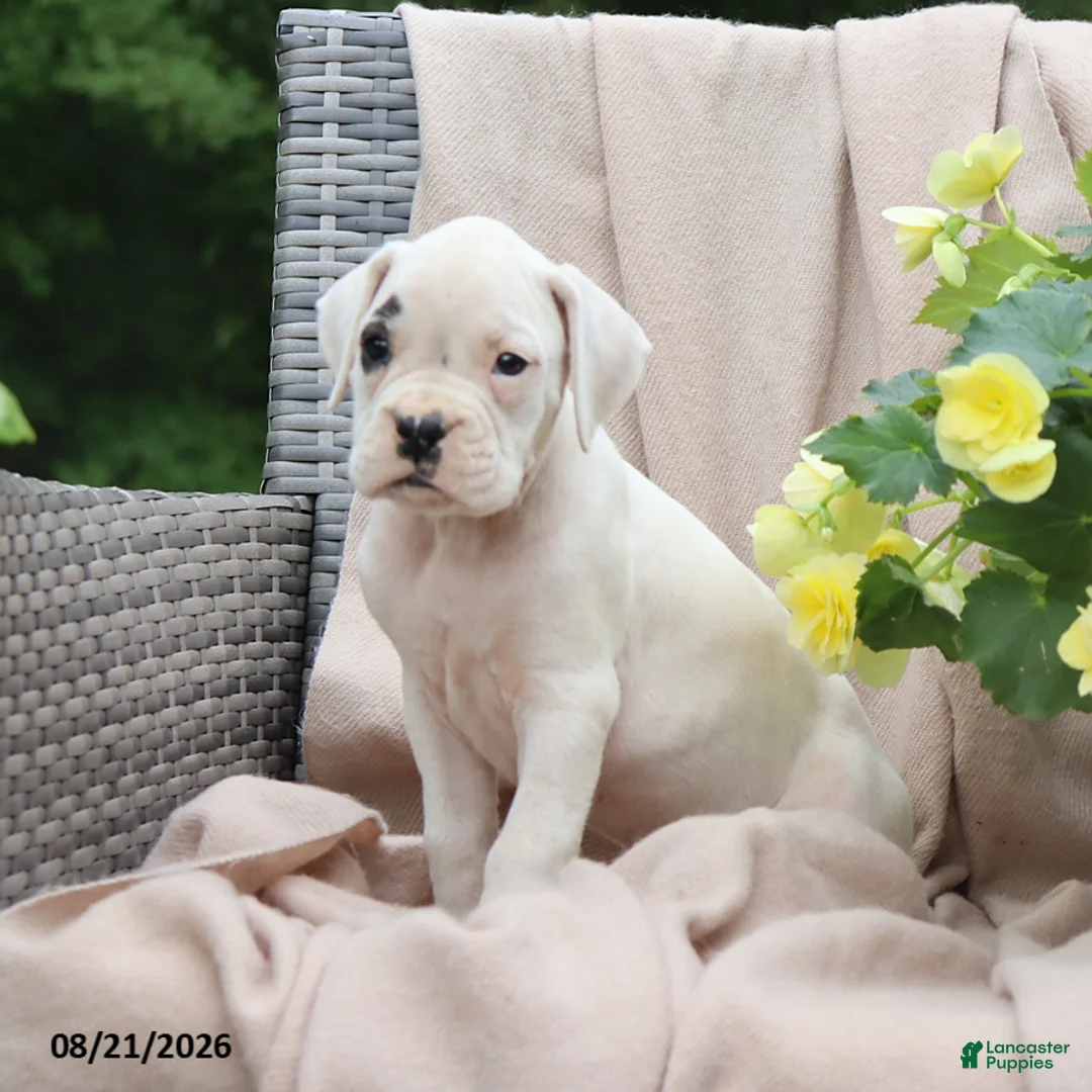 Boxer dogs for sale: Quinton - Ad 2