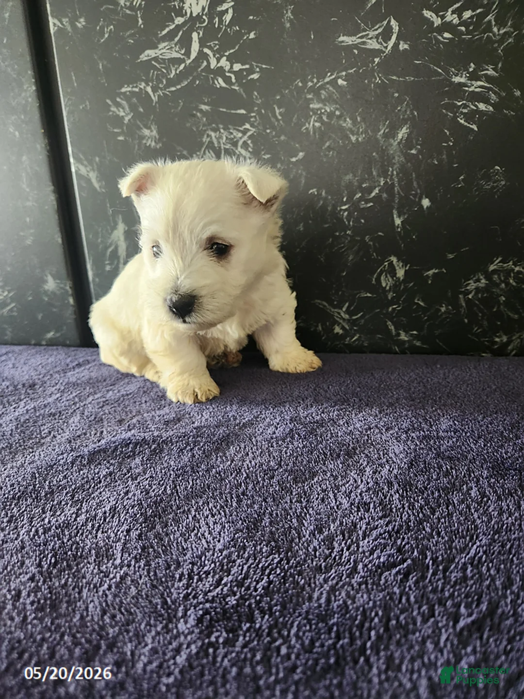 West Highland Terrier dogs for sale: Teddy - Ad 3