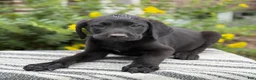 Mixed Breed dogs for sale: Georgie - Ad 8