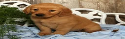 Golden Retriever dogs for sale: Shannon - Ad 8