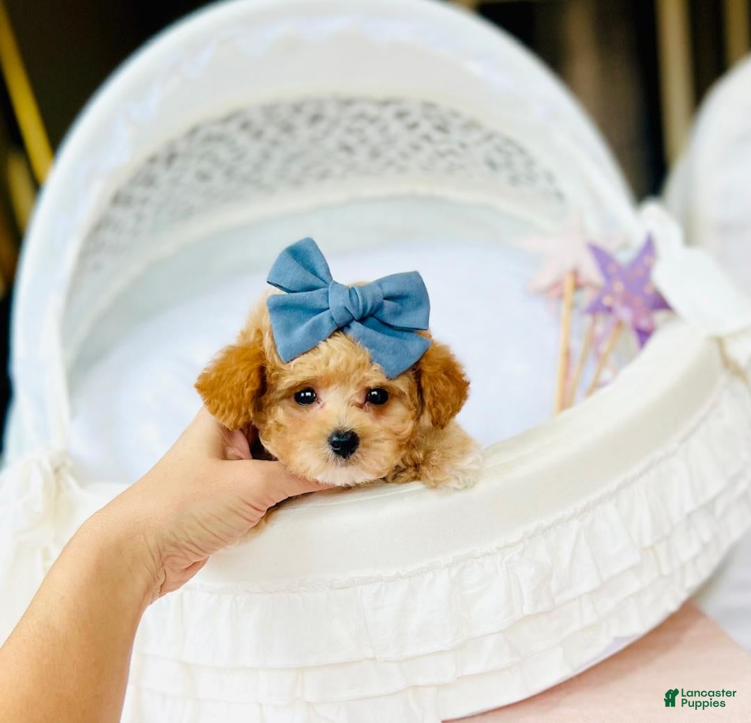 Toy Poodle dogs for sale: Tiny  Poodle Puppy 1 - Ad 3