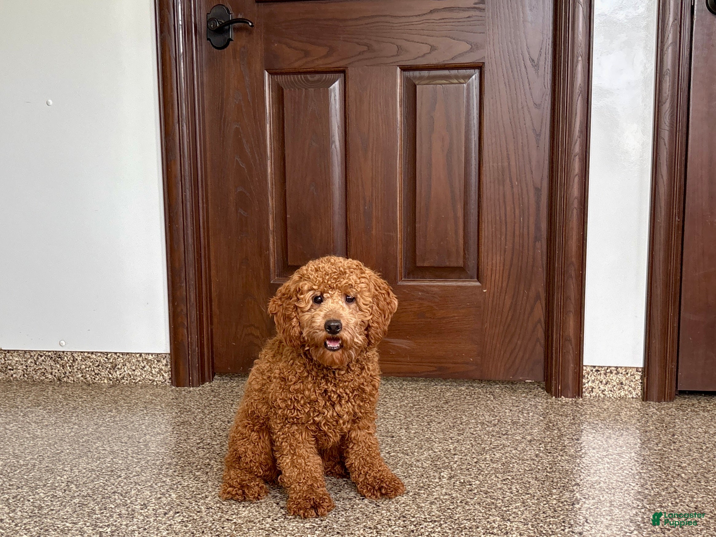 Cockapoo dogs Terry - Ad 39