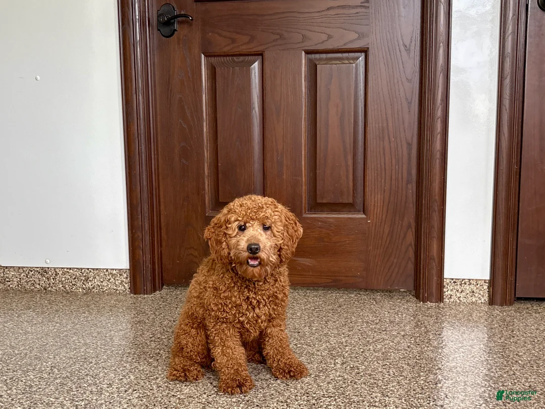 Cockapoo dogs for sale: Terry - Ad 1