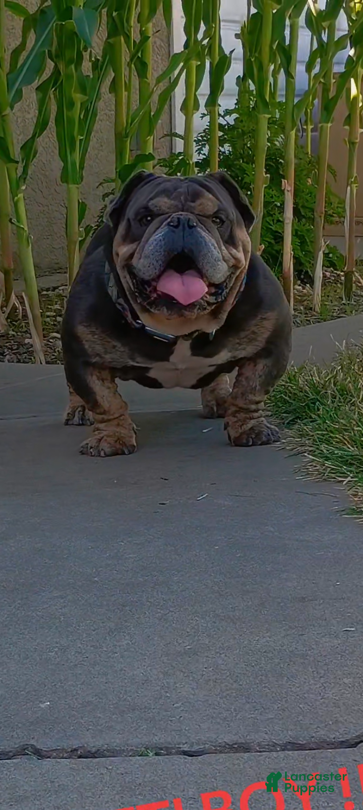 American Bully dogs for sale: American Bully 1 - Ad 8
