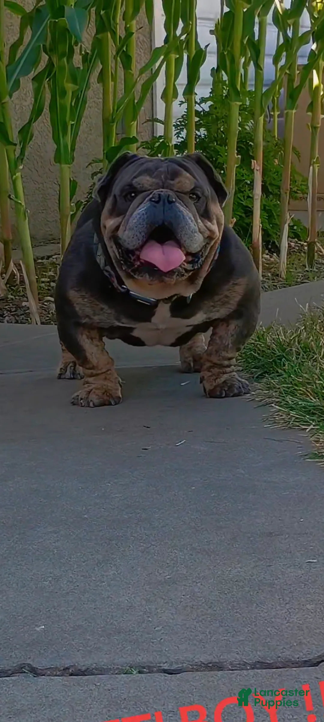 American Bully dogs for sale: American Bully 1 - Ad 1