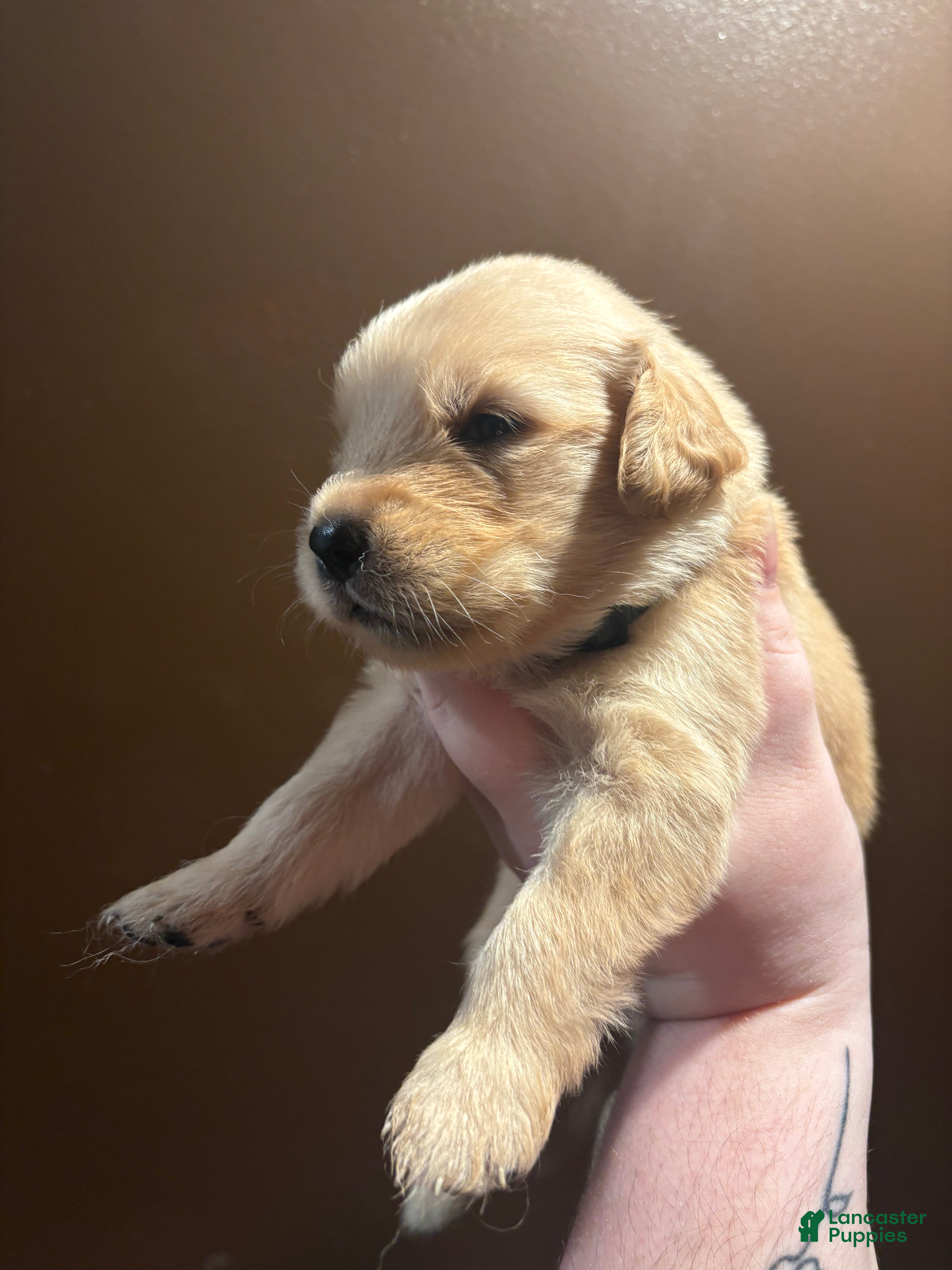 Golden Retriever dogs Bagel - Ad 1