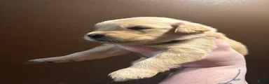 Bagel