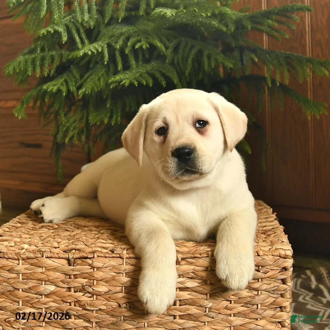Labrador Retriever dogs for sale: Ginger  - Ad 4