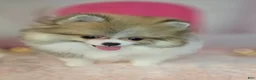 Pomeranian dogs for sale: Pomeranian 3 - Ad 10