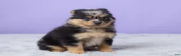 Pomeranian dogs for sale: Toby - Ad 2