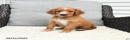 Mixed Breed dogs for sale: Copper - Ad 3