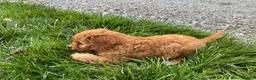 Cavapoo dogs for sale: Cindy - Ad 2