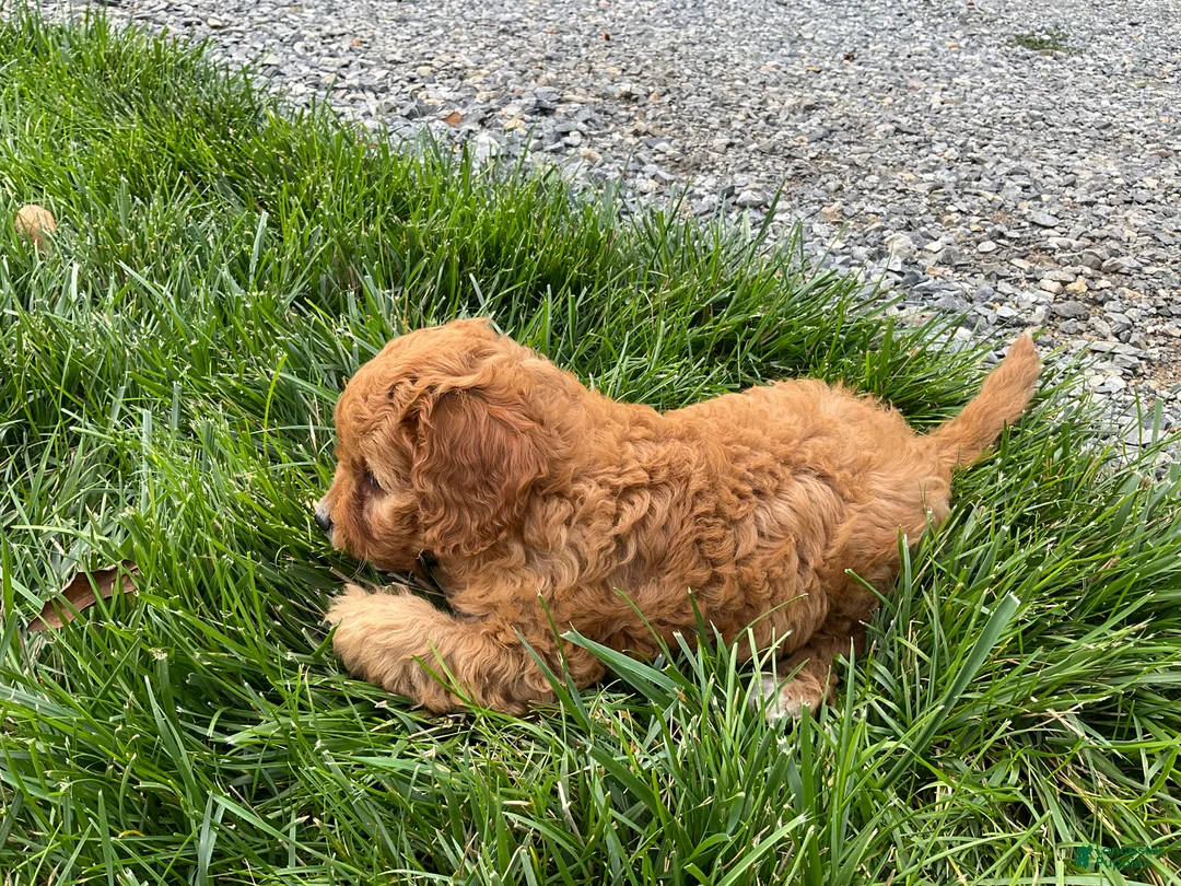 Cavapoo dogs for sale: Cindy - Ad 2