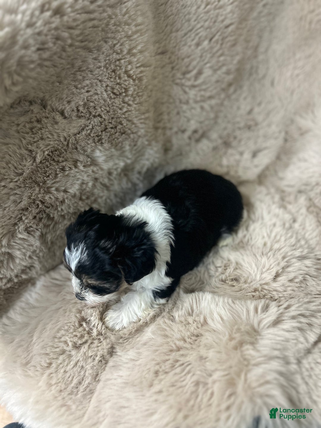 Morkie dogs for sale: Charlie - Ad 9