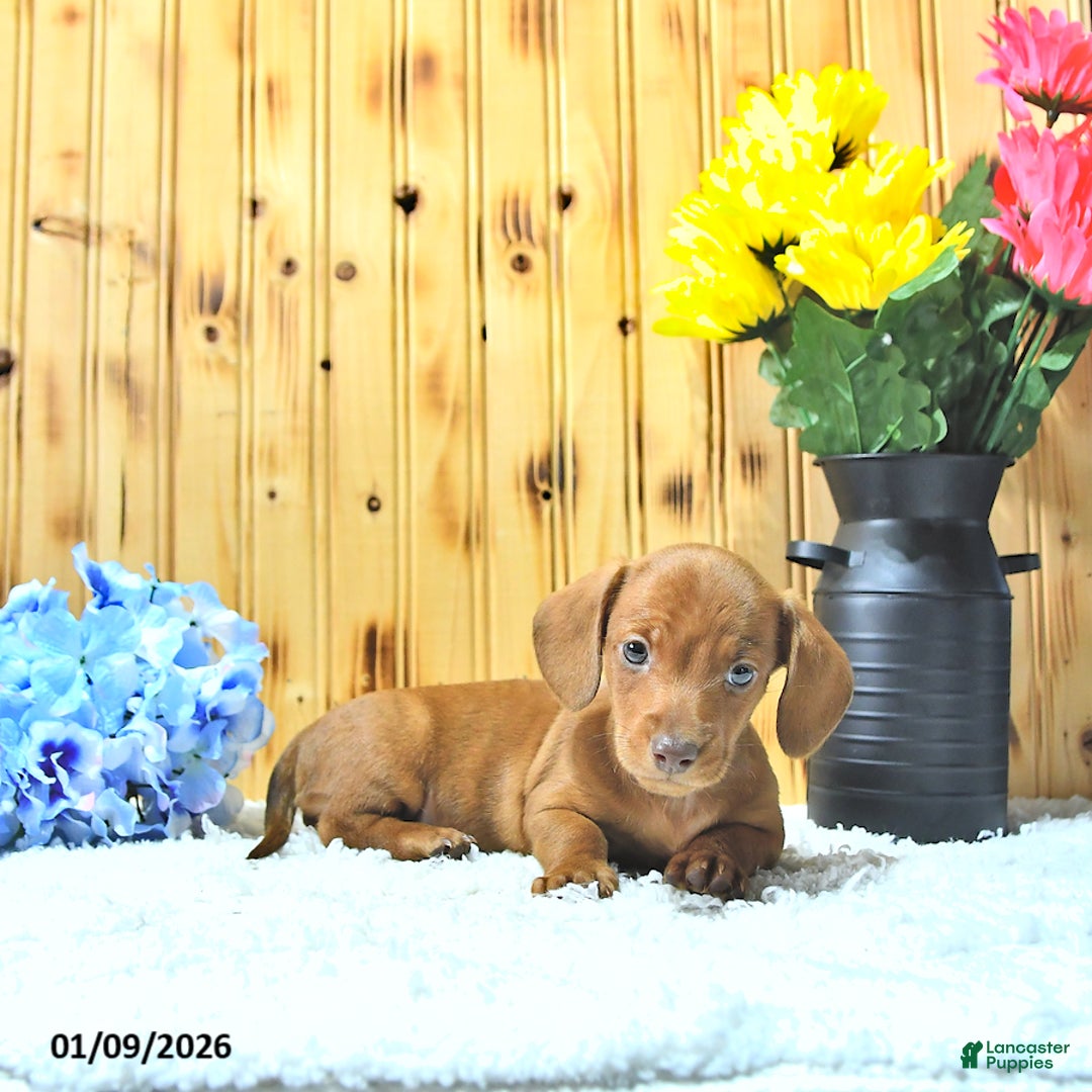 Miniature Dachshund dogs for sale: Marco - Ad 4